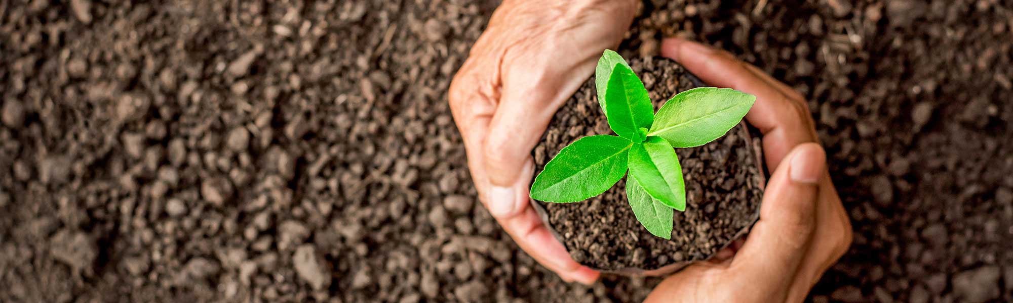 Soil, and plant in hand's palm