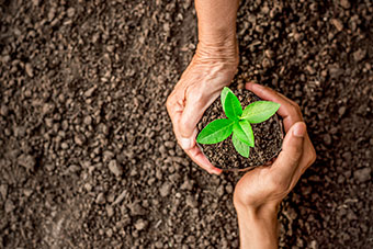 Soil, and plant in hand's palm