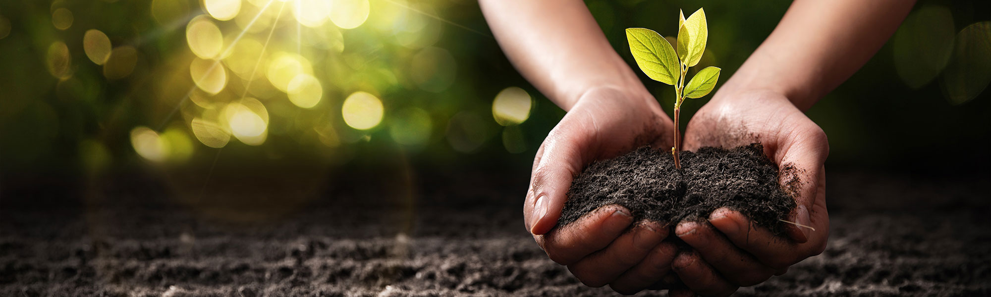 Soil, and plant in palm's hand